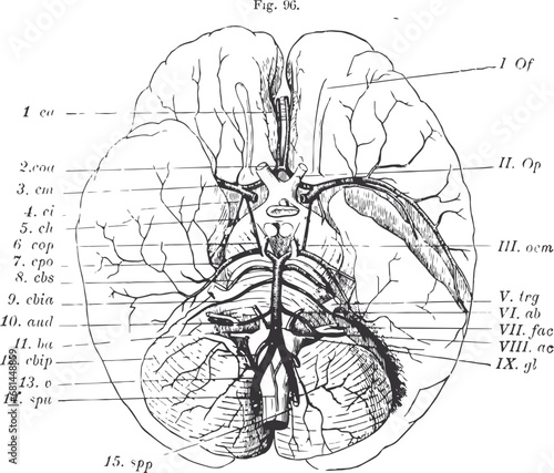 The medical Brain, cervello medico