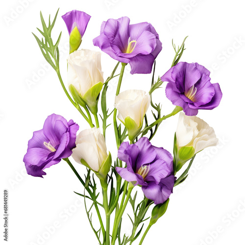 Lisianthus eustoma white and violent isolated on transparent background, png
