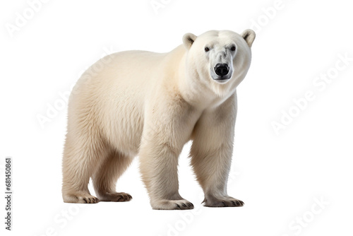 Polar Bear Isolated on transparent background. Generative Ai