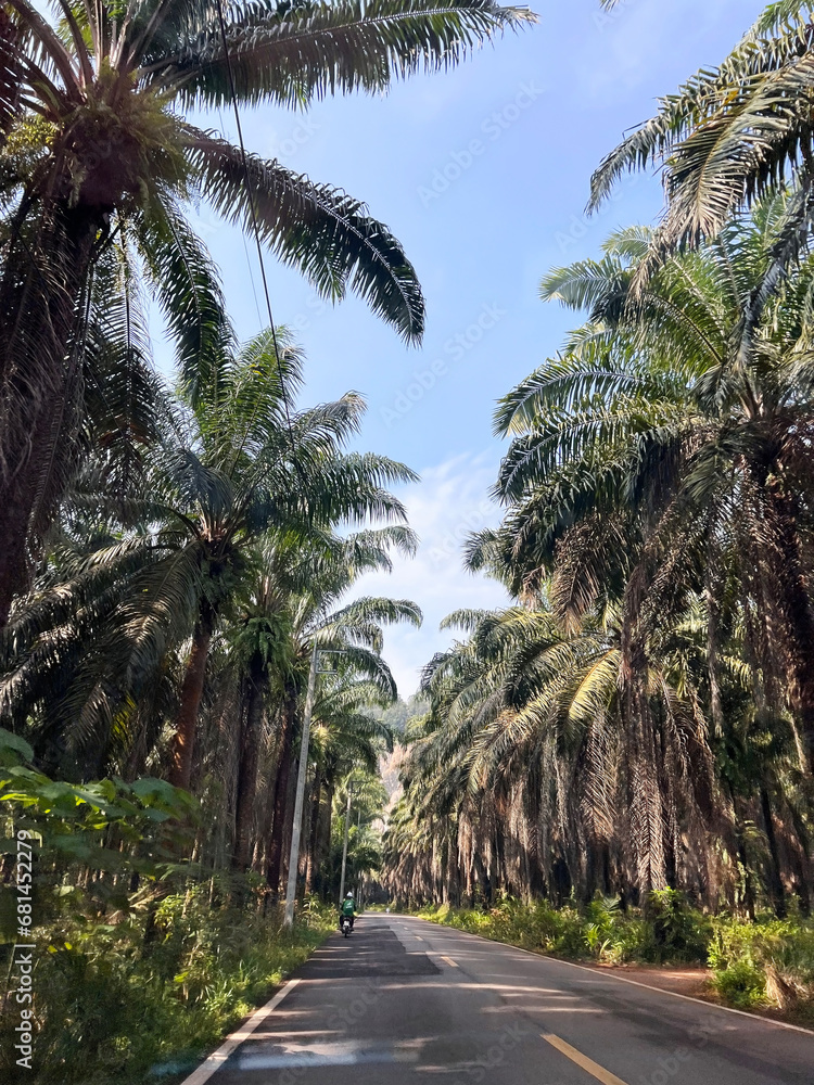 Obraz premium grove of palm trees, Phuket, Thailand. Beautiful view