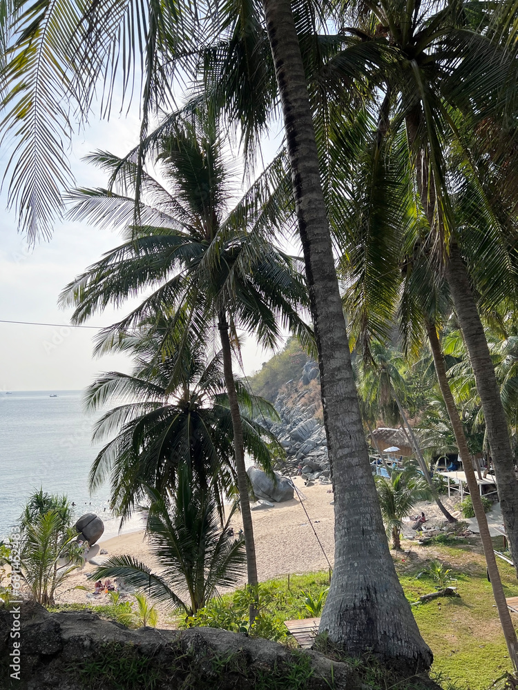 Obraz premium palm tree on the beach, Phuket, Thailand. Beautiful view