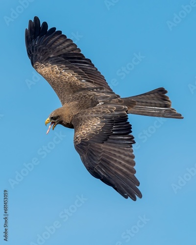 Black kite soaring through a blue sky with food in its beak