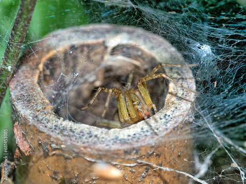 Conservatory Garden funnel spider in summer