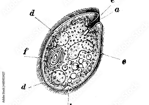 cellula medica