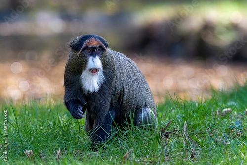 Brazza's monkey sitting on lush green grass, intently surveying its surroundings photo