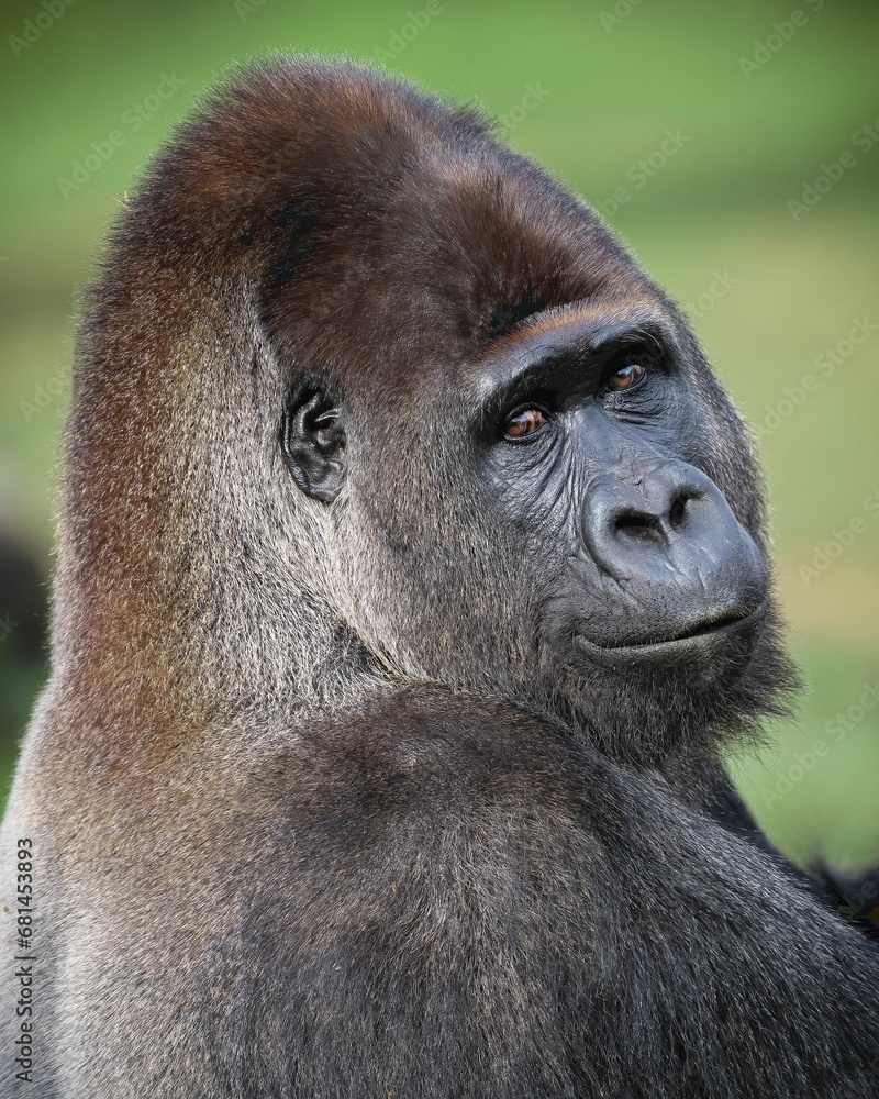 Obraz premium Portrait of a male lowland gorilla