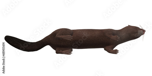 Mink isolated on a Transparent Background