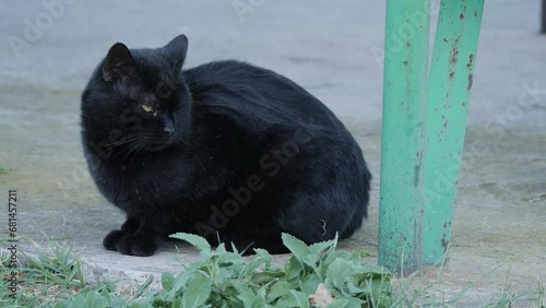 Black cat tries to sleep around metal structure of a floor in the park. 4K real time video. photo