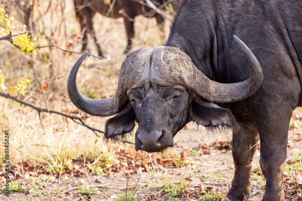 Fototapeta premium Large buffalo bull with big horns