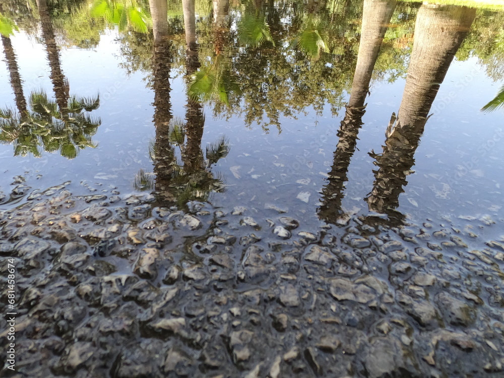 Reflection of palm trees on the ground after rain Reflection of palm trees on the ground after rain