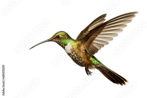 Sword-Billed Hummingbird Isolated on transparent background. Generative Ai