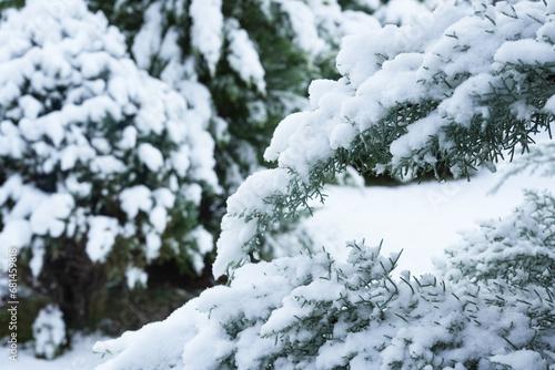 Winter nature background. Evergreen trees in snow. Spruce and fir branches close up under the snow. Side view, Space for text.