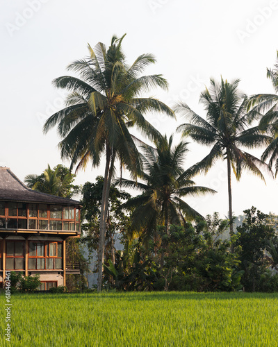 Bali landscape with joglo house, palm trees and rice fields. photo