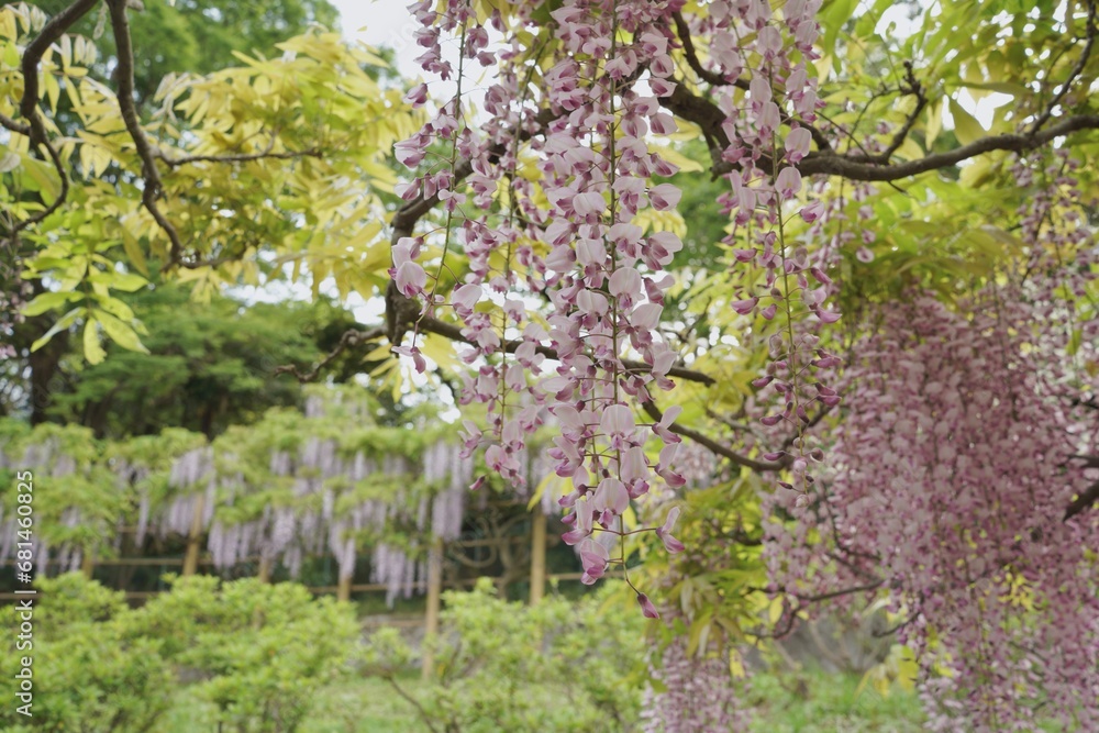 花、フジ、藤、Wisteria floribunda、ノダフジ、Japanese wisteria、神奈川、横須賀、日本、春、4月、藤棚、紫、ピンク、公園、青空、木、植物、咲く、つる、木、大きい、たくさん、
花、フジ、藤、Wisteria floribunda、ノダフジ、Japanese wisteria、神奈川、横須賀、日本、春、4月、藤棚、紫、ピンク、公園、青空、木、植物、咲く、つる、木、大きい、たくさん、