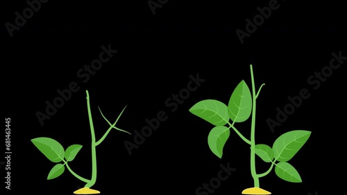 Soybean plant timelapse growing animation food beans (4K)
Animation of Soy bean plant growing like time lapse. VFX Composit this with included alpha channel.