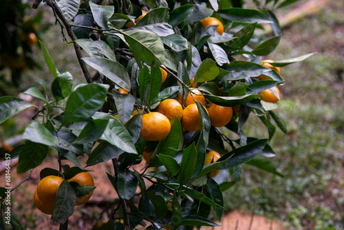 Mikan is a tangerine-like citrus fruit that is grown in warmer regions of Japan in large quantities.