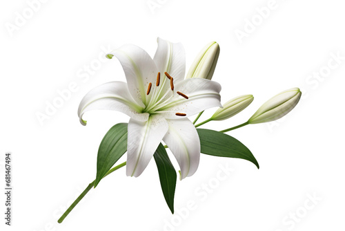 Lily Bloom Pure White on a transparent background