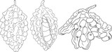 Momordica charantia , hand drawn vector line illustration. Alsam pear,  Bitter gourd, bitter melon, Balsam apple on white background.