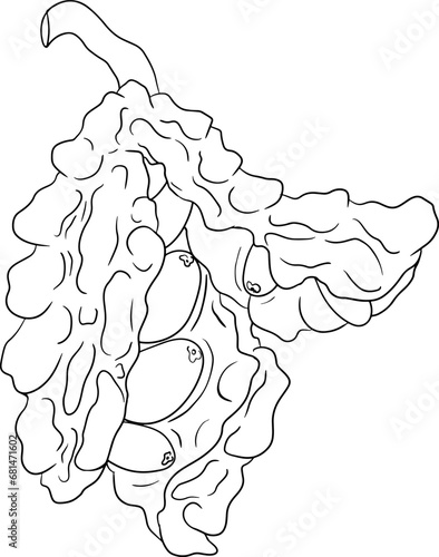 Momordica charantia , hand drawn vector line illustration. Alsam pear,  Bitter gourd, bitter melon, Balsam apple on white background.