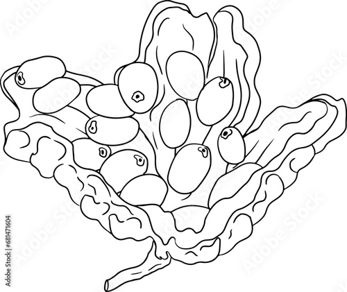 Momordica charantia , hand drawn vector line illustration. Alsam pear,  Bitter gourd, bitter melon, Balsam apple on white background.