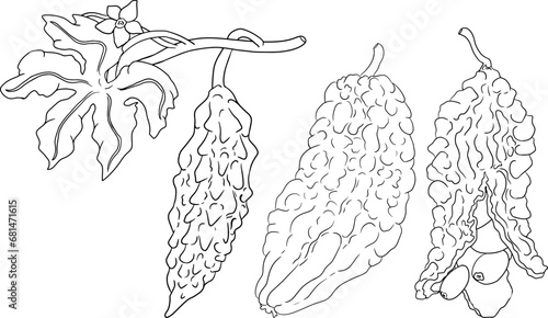 Momordica charantia , hand drawn vector line illustration. Alsam pear,  Bitter gourd, bitter melon, Balsam apple on white background.