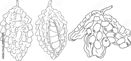 Momordica charantia , hand drawn vector line illustration. Alsam pear,  Bitter gourd, bitter melon, Balsam apple on white background.