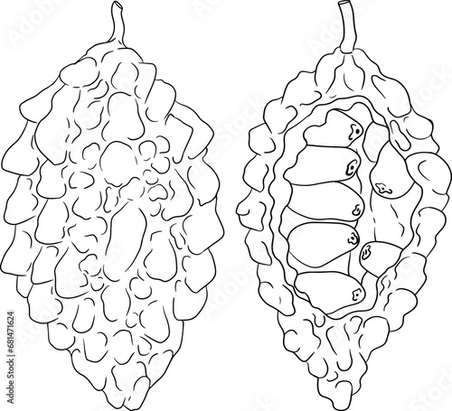 Momordica charantia , hand drawn vector line illustration. Alsam pear,  Bitter gourd, bitter melon, Balsam apple on white background.