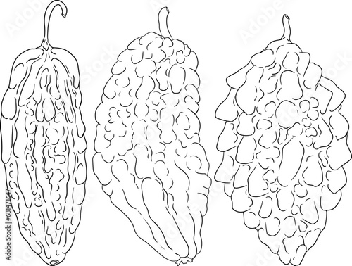 Momordica charantia , hand drawn vector line illustration. Alsam pear,  Bitter gourd, bitter melon, Balsam apple on white background.