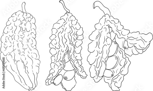 Momordica charantia , hand drawn vector line illustration. Alsam pear,  Bitter gourd, bitter melon, Balsam apple on white background.