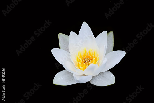 White waterlily, Nymphaea alba, also known as European white water lily or white nenuphar, wild aquatic flowering plant from Finlnad