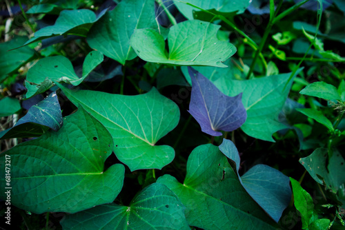 Sweet potato crop grow in garden. green and purple sweet potato leaves