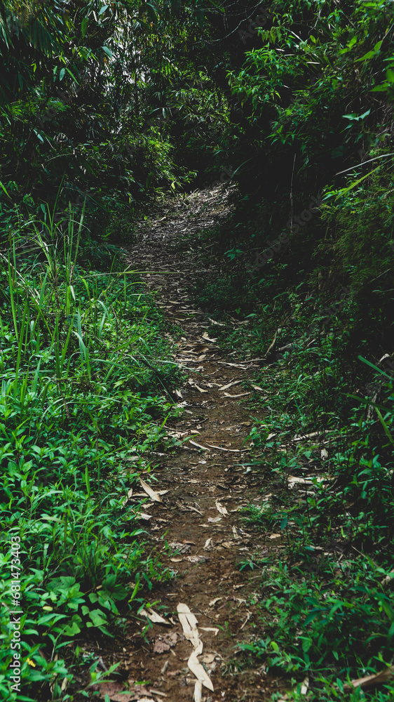 Footpath through Natural Forest Footpath through Natural Forest