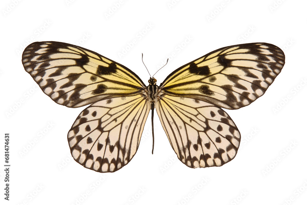 Natural butterfly on isolated white background.