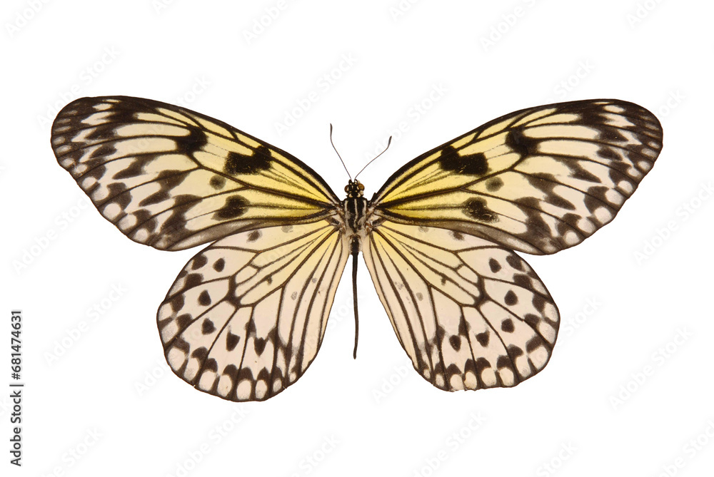 Fototapeta premium Natural butterfly on isolated white background.