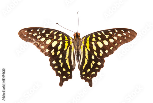 Natural butterfly on isolated white background.