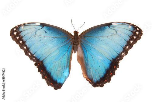 Blue butterfly.