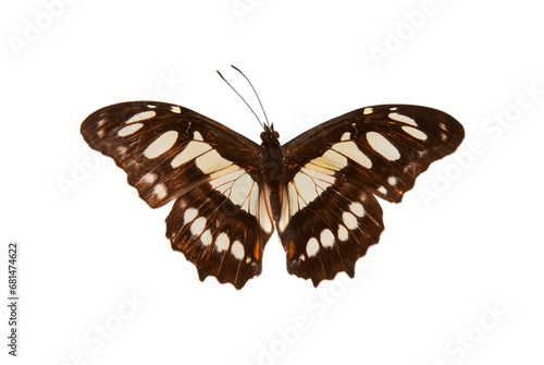 Natural butterfly on isolated white background.
