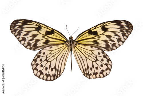Natural butterfly on isolated white background.