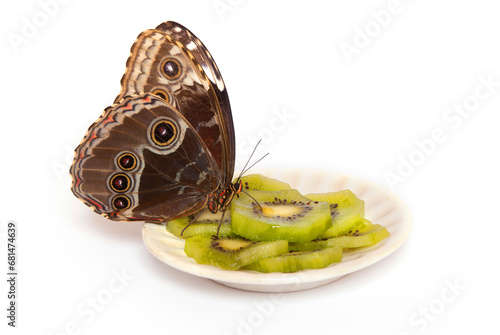 Butterfly eats kiwi.