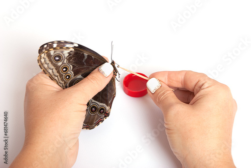 Butterfly in hands