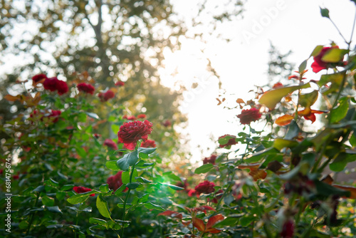 roses in sunlight close up with blurred background