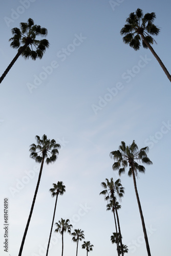 Silhouettes of some palm trees against blue sky in Beverly Hills, Los Angeles, California
