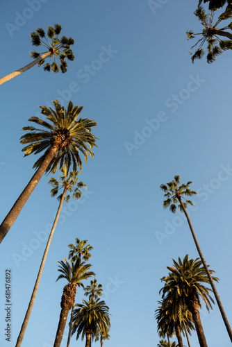 Silhouettes of some palm trees against blue sky in Beverly Hills, Los Angeles, California