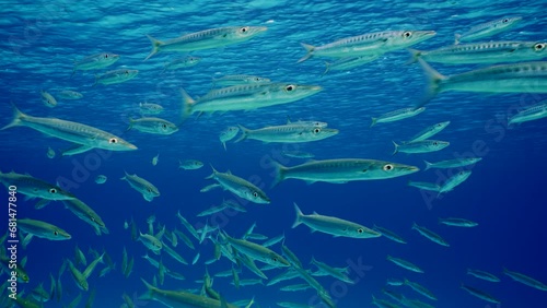 school of Barracuda swim in blue water on sunny day, Slow motion. Close up of lot of Yellow-tail Barracuda (Sphyraena flavicauda) swims in blue Ocean on sun beams, on water surface background. photo