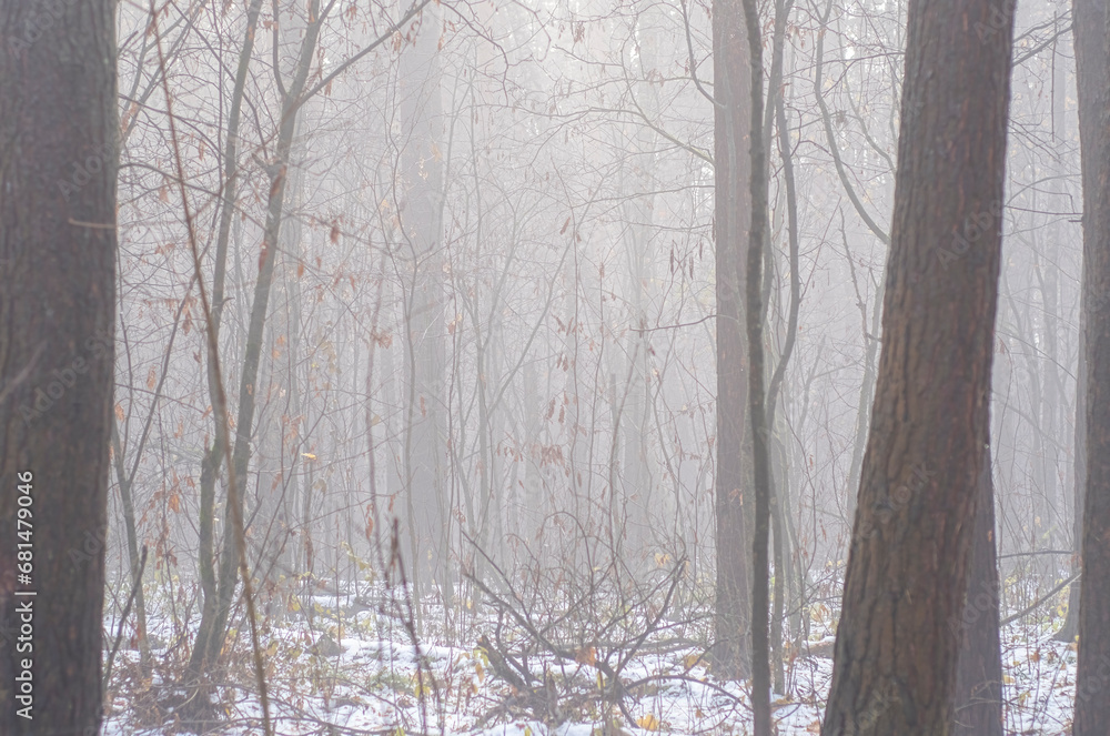Bare tree trunks in the morning fog. Sad autumn landscape with a cold, autumn forest. Bare tree trunks in the morning fog. Sad autumn landscape with a cold, autumn forest.