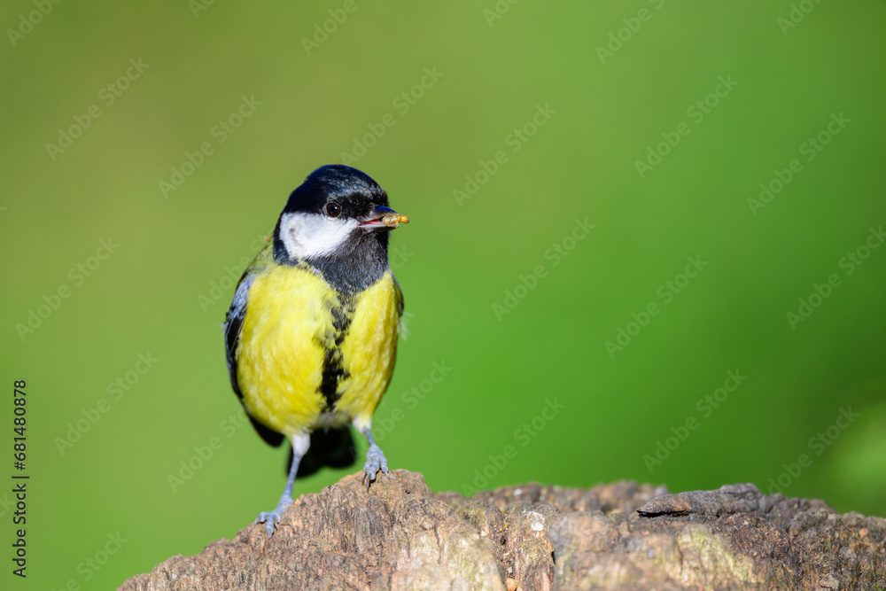 Fototapeta premium Great tit, Parus major, perched on a gate post