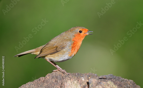 Robin, Erithacus rubecula, perched on a gatepost