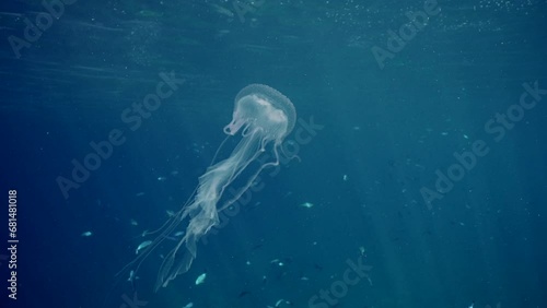 Mauve Stinger Jellyfish swim on blue sea flashing bright light. Mauve Stinger, Night-lightx Jellyfish, Phosphorescent jelly or Purple people eater (Pelagia noctiluca) floating on blue water photo