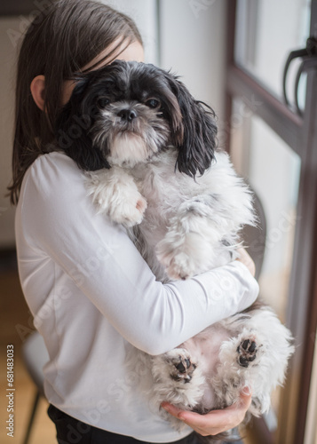 Girl with a dog. A girl of 9 years old plays with her small Shih Tzu dog