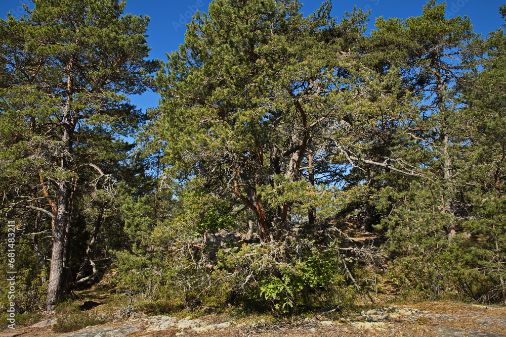 Pine forest on Stora Krokholmen in Stendörrens Naturreservat in Sweden, Europe
Pine forest on Stora Krokholmen in Stendörrens Naturreservat in Sweden, Europe